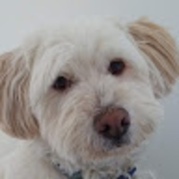 Meet your Posher, Midge - Picture 1 of 1